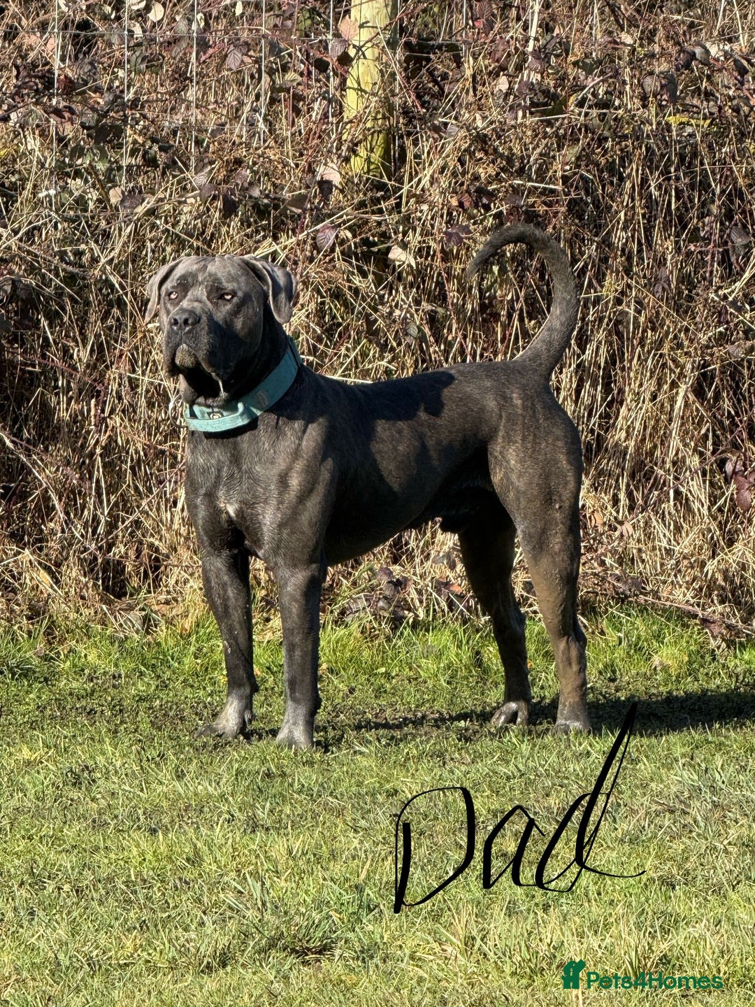 Cane Corso dogs for sale: Exceptional, Champion Bloodline Cane Corso Puppies - Advert 3