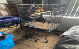 Parakeets birds for sale: Lineoated Parakeet Beautiful Turquoise  - Image 4