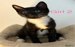 Domestic Shorthair cats for sale: 2 beautiful female kittens ready for adoption - Image 8