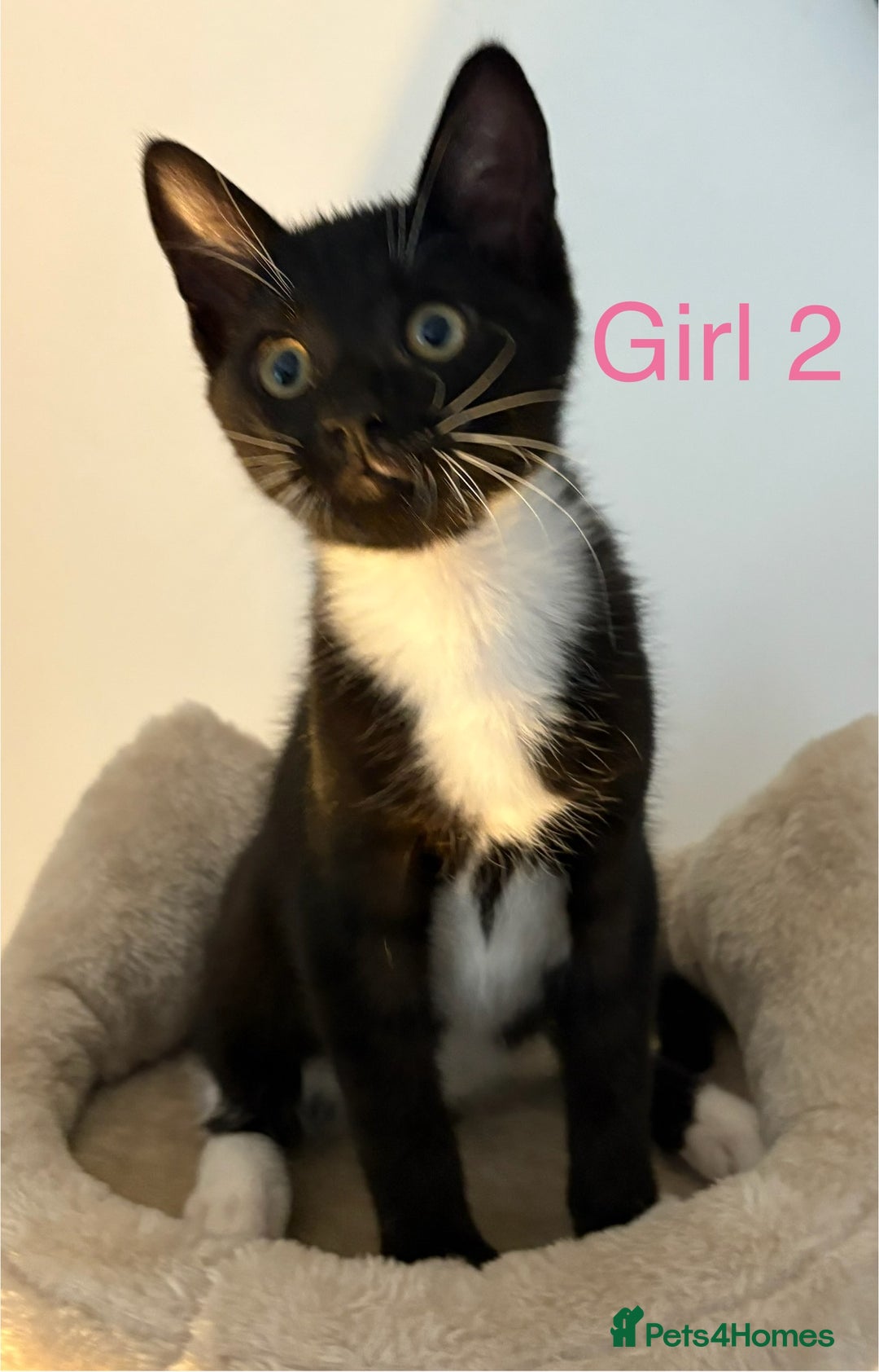 Domestic Shorthair cats for sale: 2 beautiful female kittens ready for adoption - Image 8