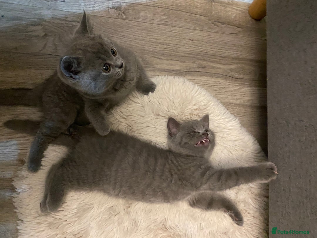 British Shorthair cats for sale: BRITISH kitties READY NOW  - Image 12