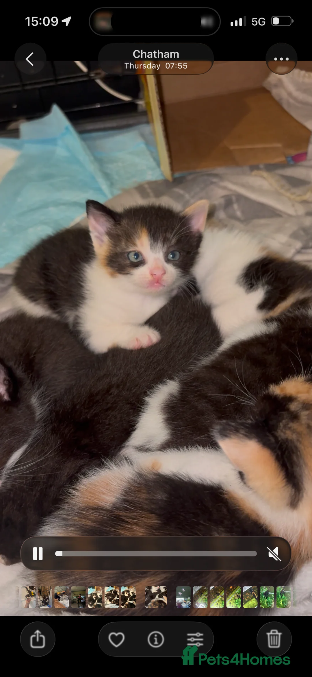 Mixed Breed cats for sale: Kittens  - Advert 2
