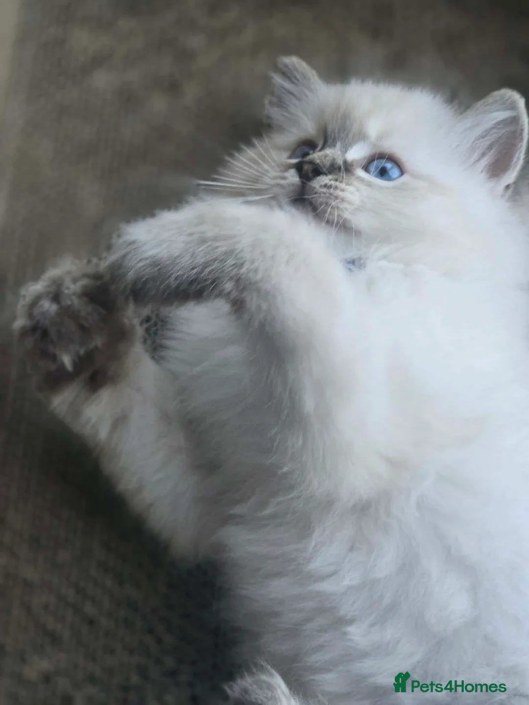 Ragdoll cats for sale: 2 Stunning TICA Ragdoll Boys  - Advert 1