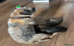 Border Terrier dogs for sale: Border Terrier pups Female - Image 13