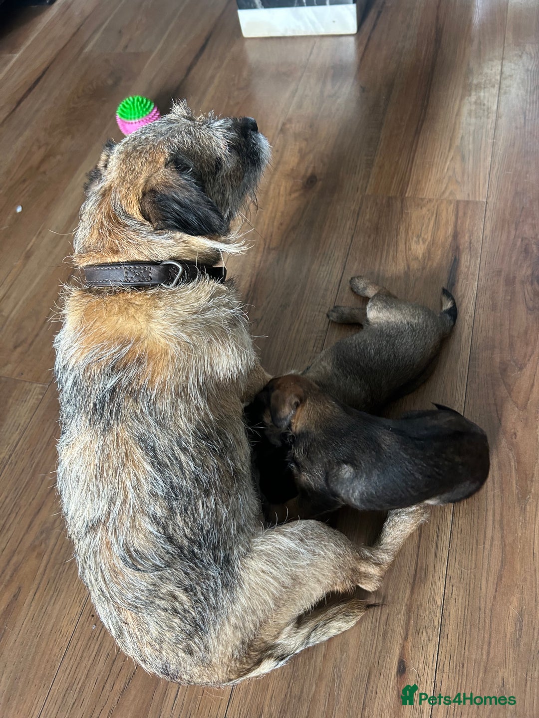 Border Terrier dogs for sale: Border Terrier pups Female - Image 13