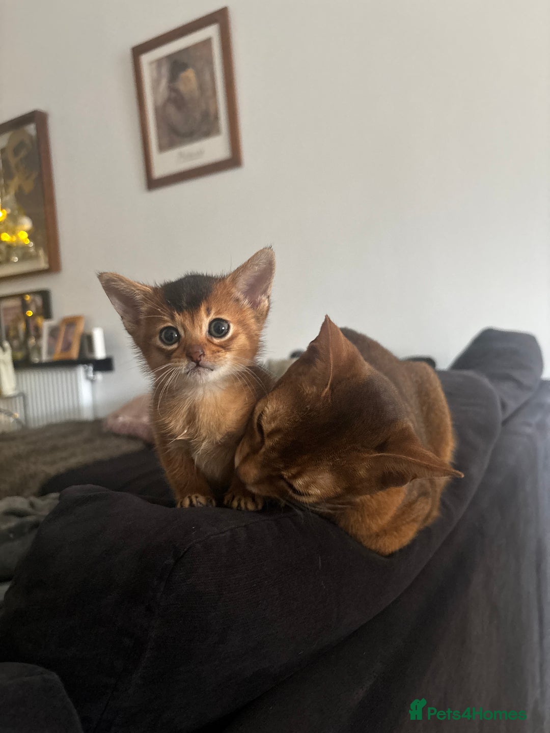 Abyssinian cats for sale: Beautiful Ruddy Abyssinian Kitten - Advert 5