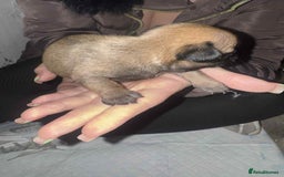 Chihuahua dogs for sale: Chihuahua girl pups  - Image 22