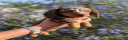 Dachshund dogs for sale: KEC REG MINIATURE LONG HAIRED dachshund puppies - Advert 3