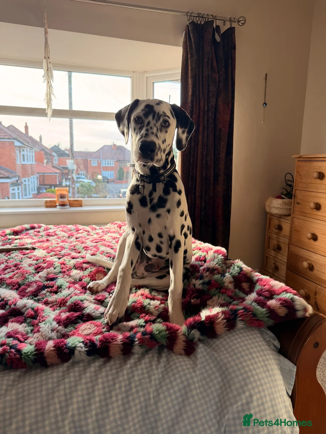 Dalmatian dogs for sale: Goose| 11month old Dalmatian  in Warrington - Advert 2