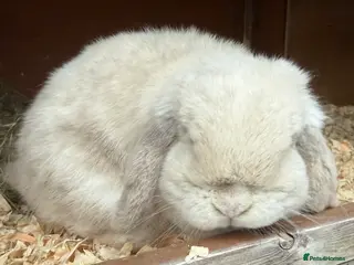 Mini Lop rabbits Lilac Sabled frosty doe - Advert 12