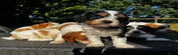 Cavapoo dogs for sale: Cavapoo’s extensively health tested rare colours  - Advert 23
