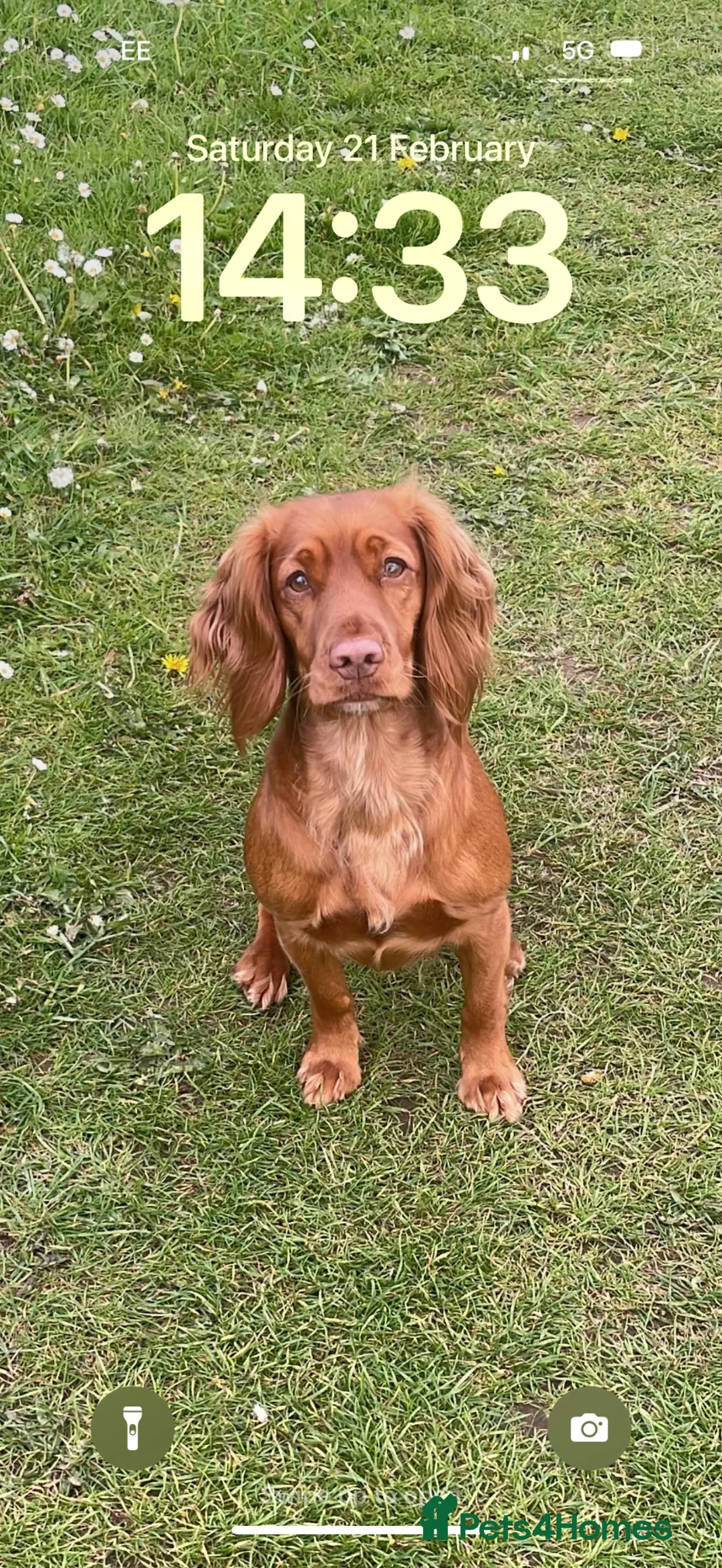 Cockapoo dogs for sale: BEAUTIFUL RED TOY COCKAPOOS! - Advert 2