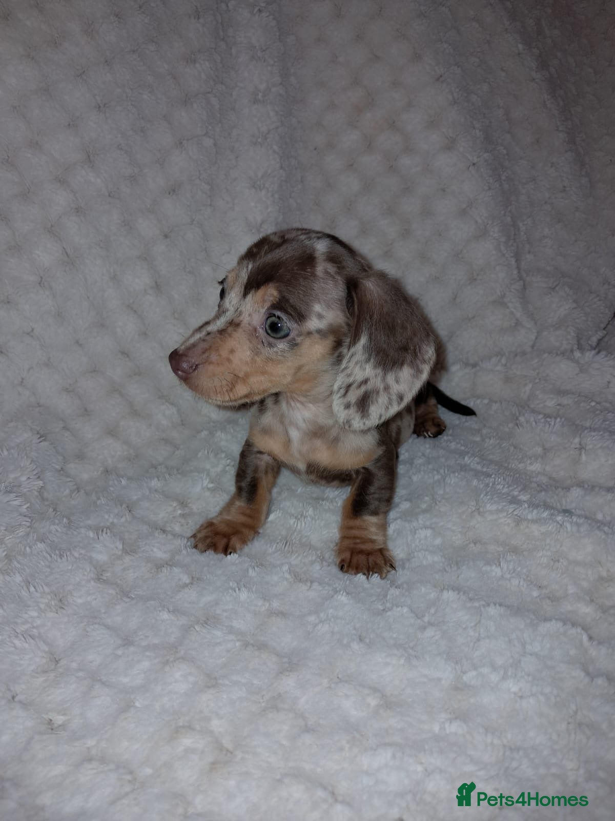 Miniature Dachshund dogs Tiny tiny miniature Dachshund puppy’s  - Advert 1