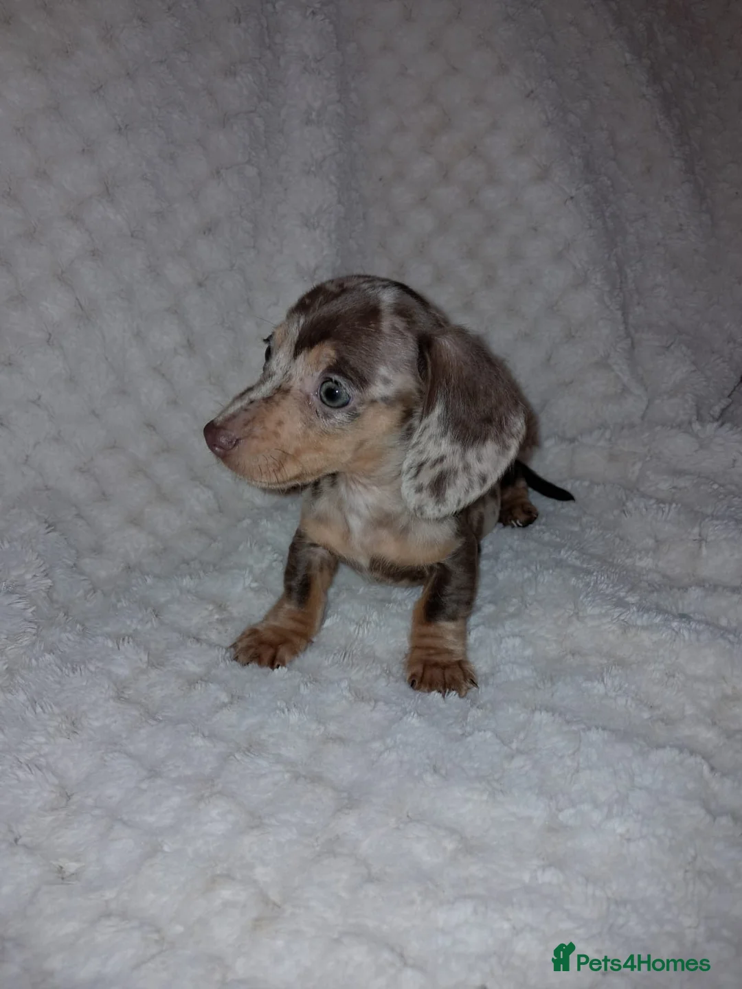 Miniature Dachshund dogs for sale: Tiny tiny miniature Dachshund puppy’s  - Advert 1