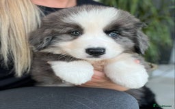 Bernese Mountain Dog dogs for sale: Stunning Chunky Bordernese Puppies - Image 1