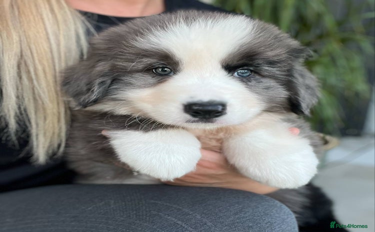 Bernese Mountain Dog dogs - Advert 1