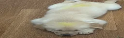 Golden Retriever dogs for sale: Pure Gentle Golden Retriever puppies  - Advert 7