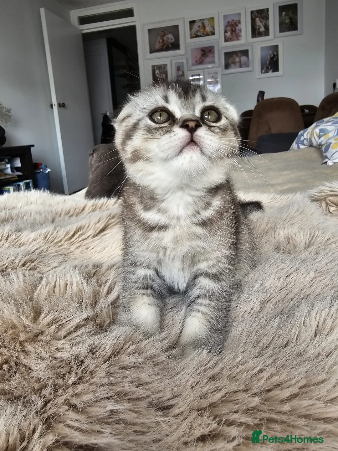Scottish Fold cats for sale: Beautiful schotish fold kitten for sale - Advert 2