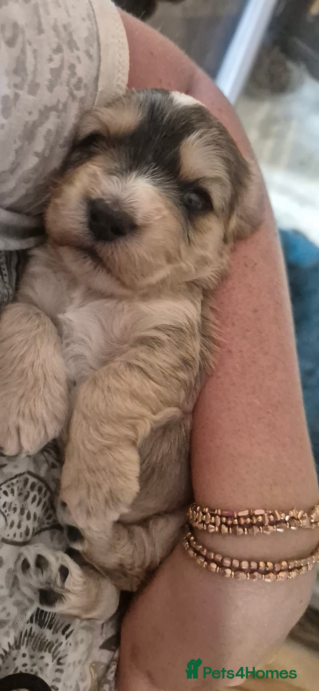 Cockapoo dogs for sale: 8 Beautiful Cockapoo pups,Merle, chocolate, black - Image 14