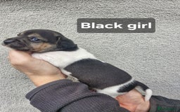 Jack Russell dogs for sale: Jack russell puppy's  - Advert 6
