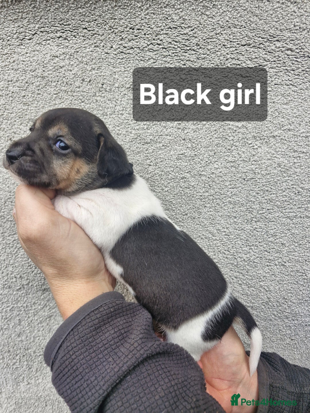 Jack Russell dogs for sale: Jack russell puppy's  - Advert 6