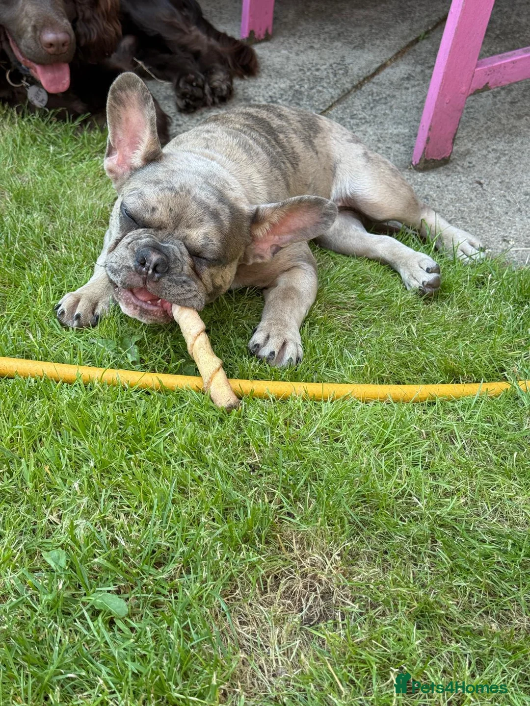 French Bulldog dogs for sale: Gorgeous Frenchie SULLY - Advert 6