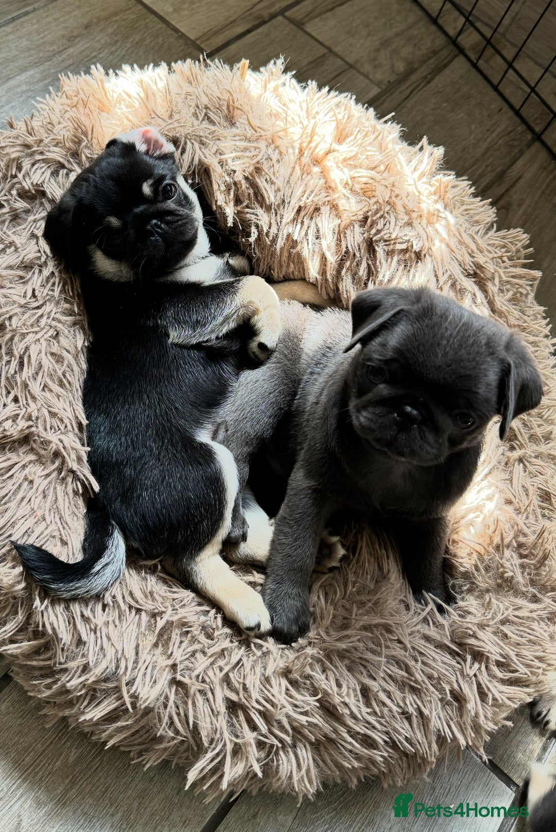 Pug dogs for sale: Stunning pug pups🤍due Oct 2025-ready 15-24th Dec - Image 4