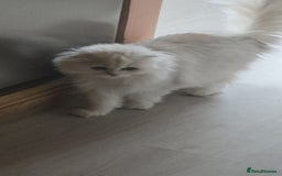 Scottish Fold cats for sale: Scottish fold long hair  - Image 10
