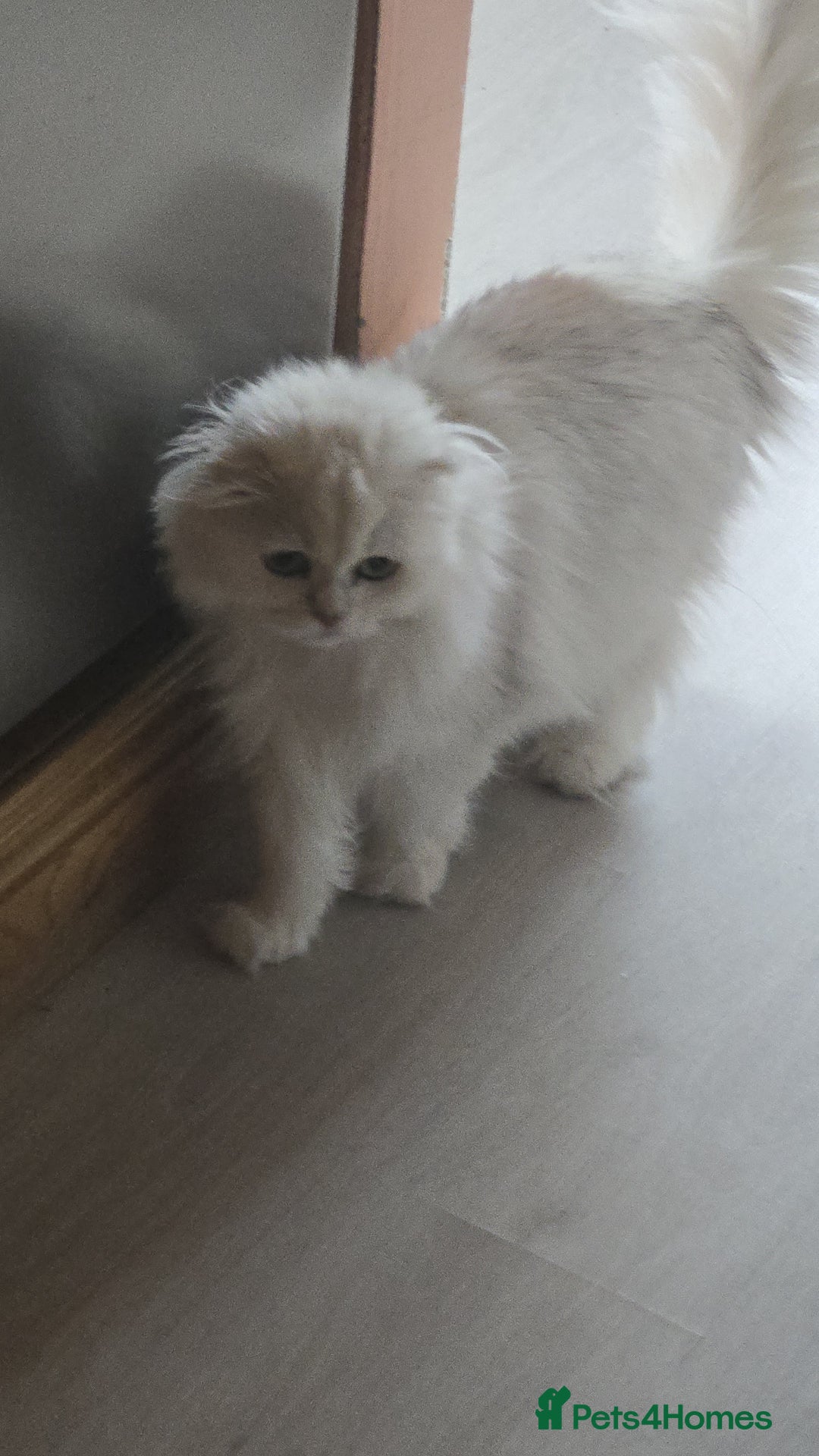 Scottish Fold cats for sale: Scottish fold long hair  - Image 10