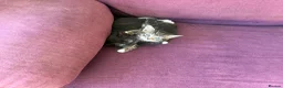 Mixed Breed cats for sale: Beautiful tabby and black kittens-  £150 ready now in Barnstaple - Advert 7