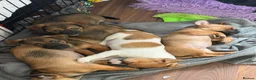 Jackshund dogs for sale: JACKSHUND PUPS  - Advert 6