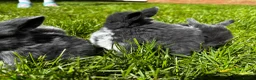 Mini Lop rabbits for sale: 2 Blue Baby Mini Lops - Advert 32