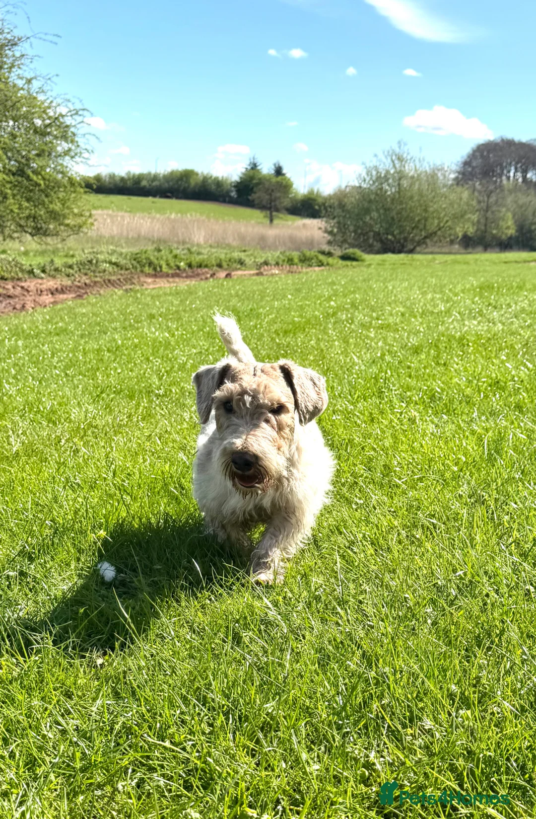 Mixed Breed dogs for sale: Sealyham terrier cross breed  - Advert 2