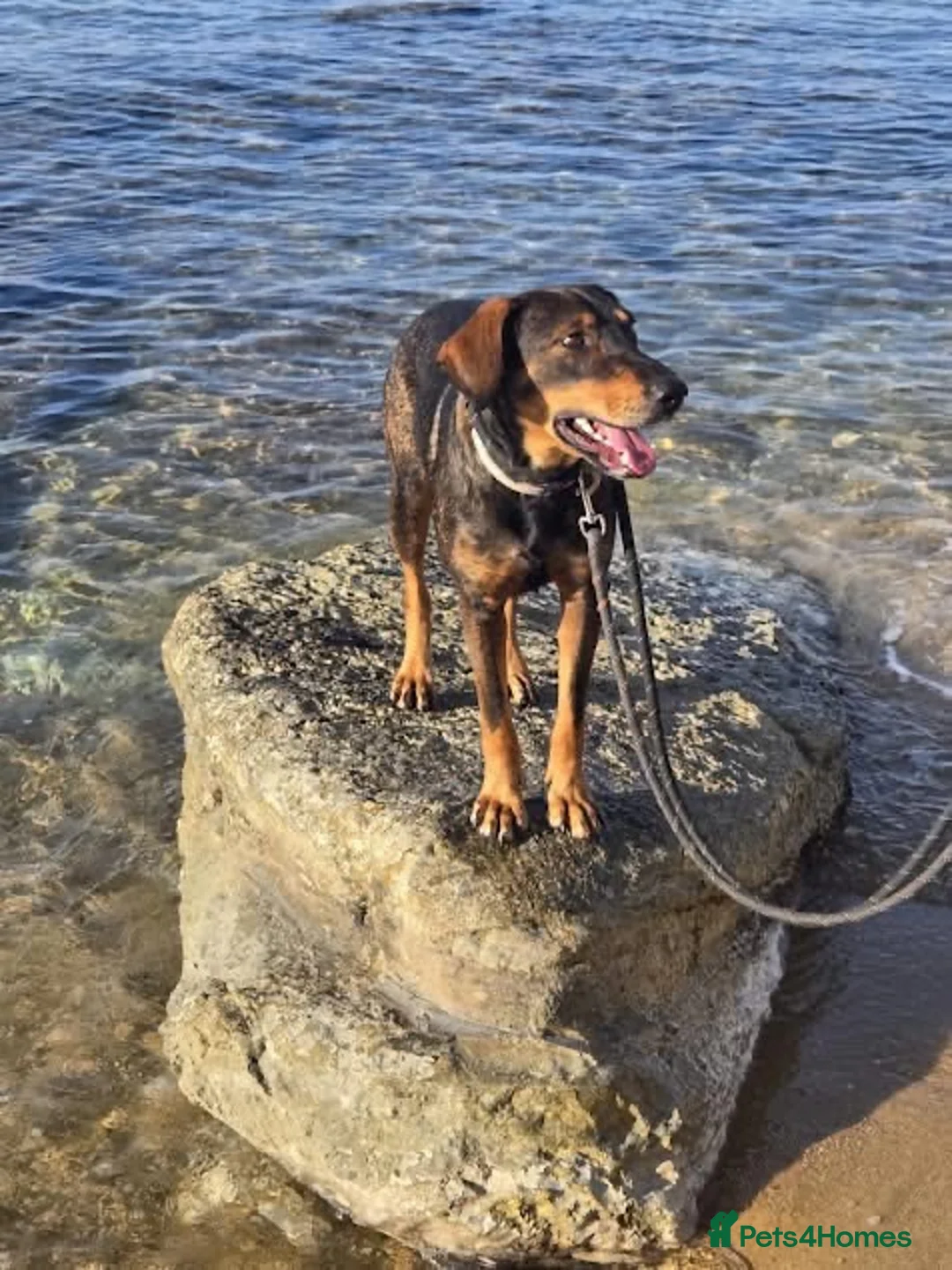 Mixed Breed dogs for adoption: Argos the true gent  - Advert 6