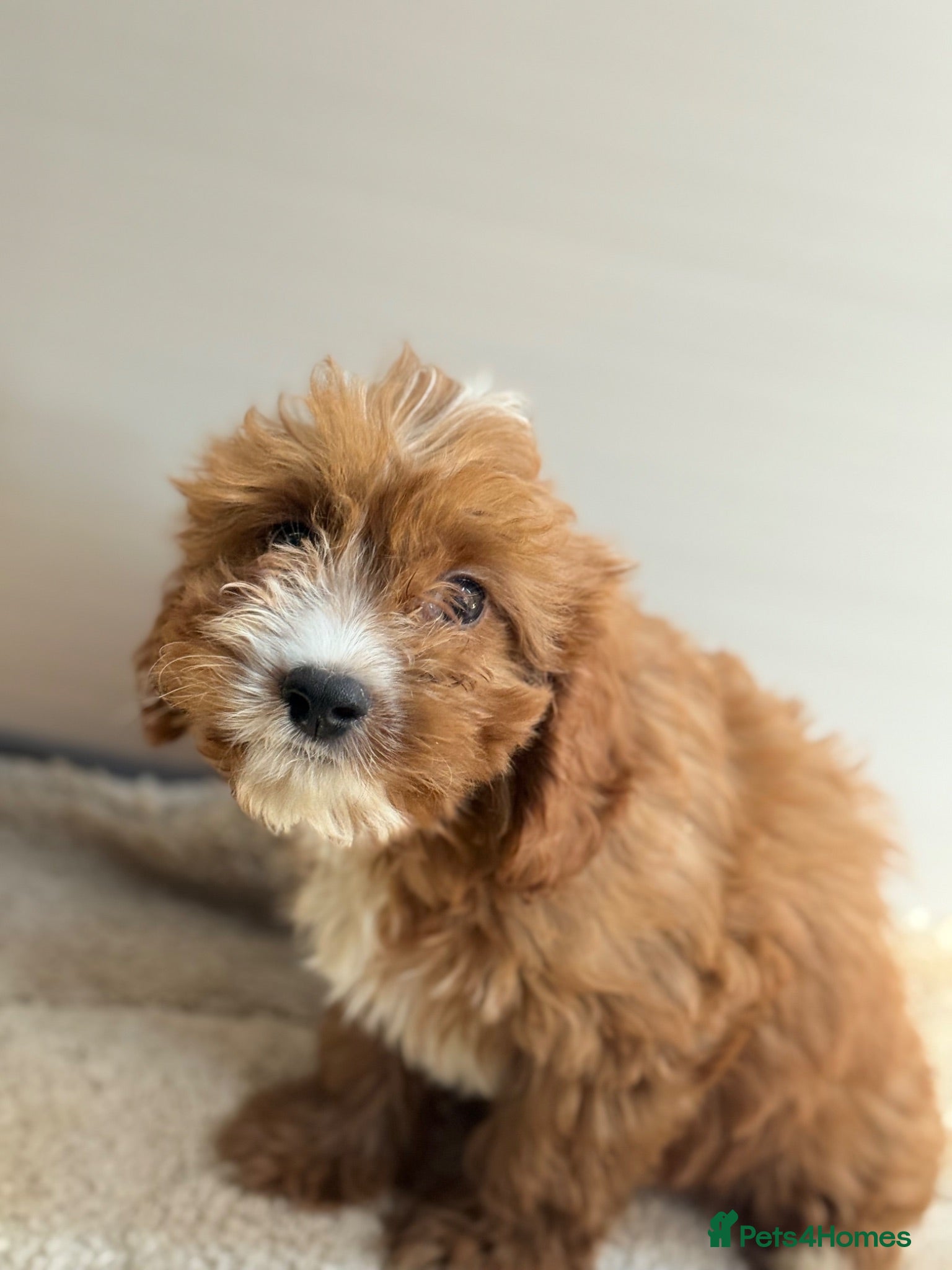 Cavapoo dogs 🐾 Beautiful red  Cavapoos 🐾 - Advert 2