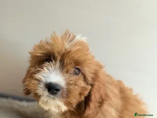 Cavapoo dogs 🐾 Beautiful red Cavapoos 🐾 - Advert 2