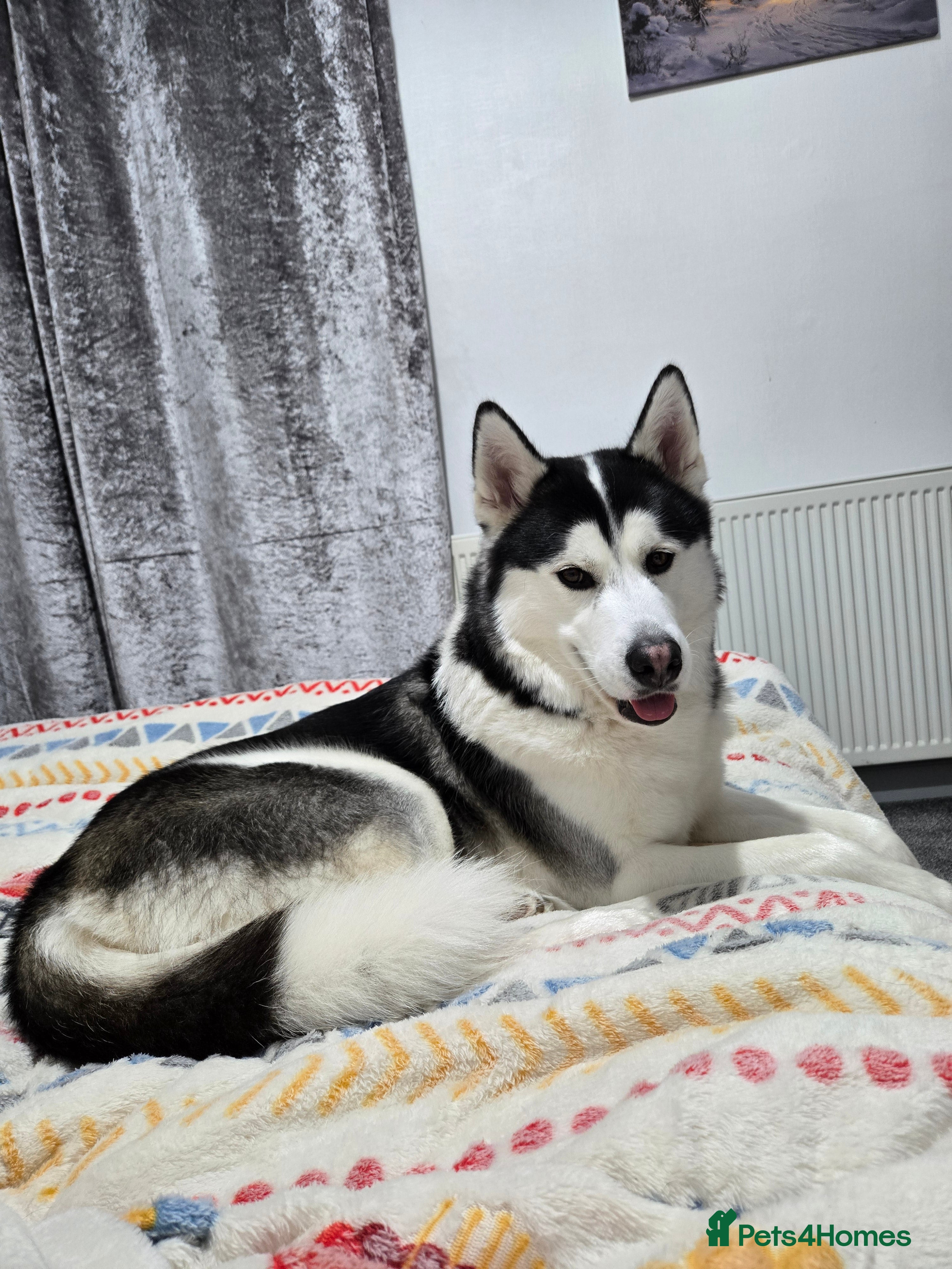 Siberian Husky dogs Friendly husky  - Advert 1