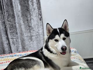 Siberian Husky dogs Friendly husky - Advert 2