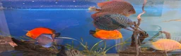 Discus fish for sale: 6 Large Discus  in Sutton - Advert 11