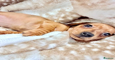 Miniature Dachshund dogs - Advert 10