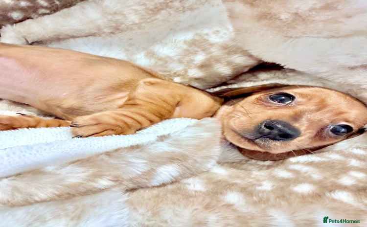 Miniature Dachshund dogs - Advert 2