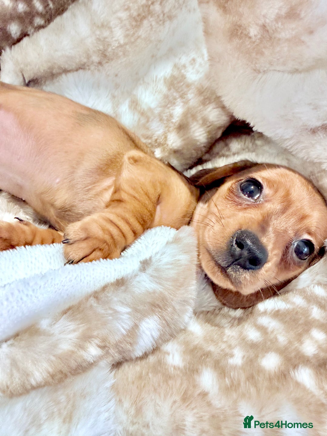 Miniature Dachshund dogs for sale: ✨ Tiny gorgeous puppy girl Mini dachshund  ✨ - Image 4