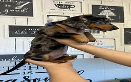 Miniature Dachshund dogs for sale: Beautiful dachshund Merle puppies male & female - Image 2