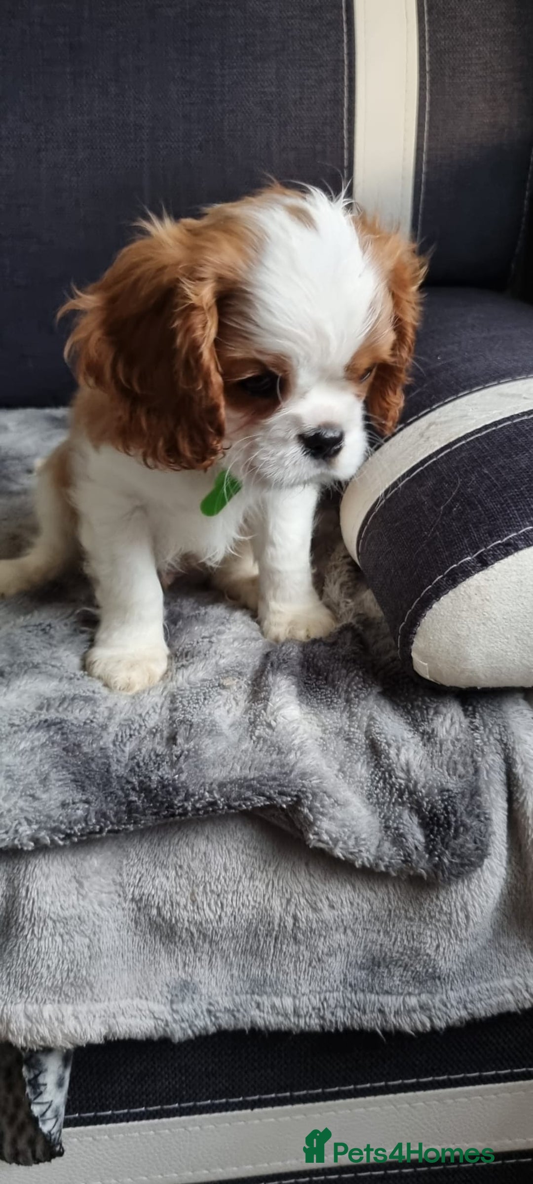 Cavalier King Charles Spaniel dogs for sale: Cavaliers King Charles spaniels - Image 8