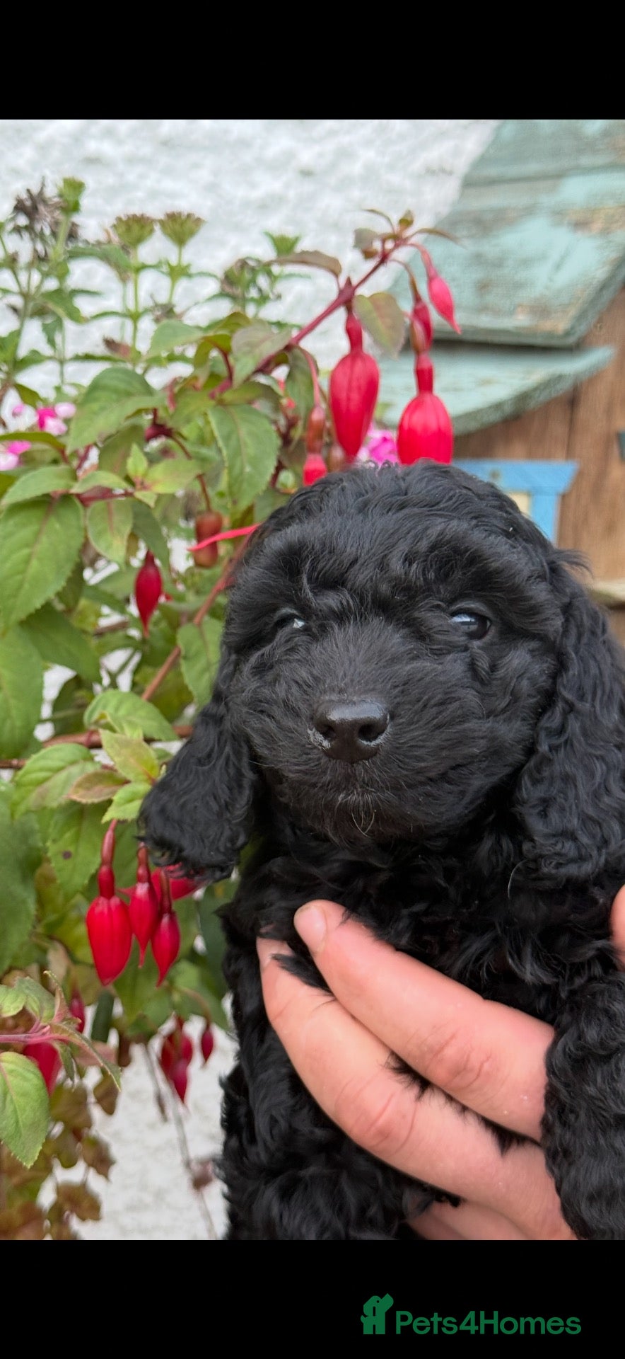 Cockapoo dogs READY NOW  F1B Cockapoos by Licensed Breeder - Advert 1