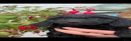 Cockapoo dogs for sale: Quality F1B Cockapoos by Licensed Breeder - Advert 3