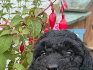 Cockapoo dogs READY NOW F1B Cockapoos by Licensed Breeder - Advert 1
