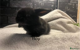 Mini Lop rabbits for sale: Mini lops and mini double maned lionheads  - Image 5
