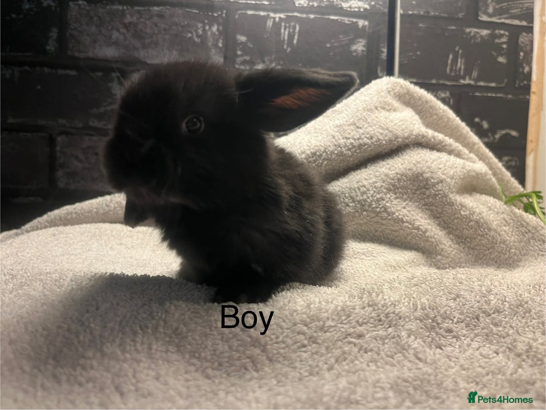 Mini Lop rabbits for sale: Mini lops and mini double maned lionheads  - Image 5