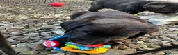 Labrador Retriever dogs for sale: Curious and playful Black Labrador Puppies in Crieff - Advert 9
